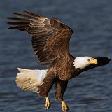 12SB1868  American Bald Eagle